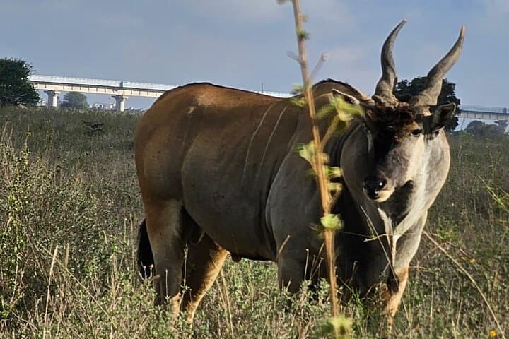 Explore Nairobi National Park and Giraffe Center: A Half Day Wildlife and Conservation Adventure photo 2