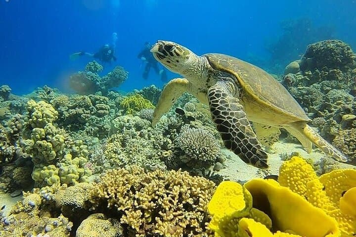 Beginner Scuba Dive in Aqaba's Red Sea | PADI 5-Star Experience