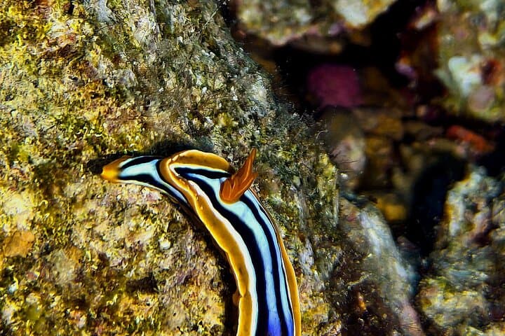 Beginner Scuba Dive in Aqaba's Red Sea | PADI 5-Star Experience photo 3
