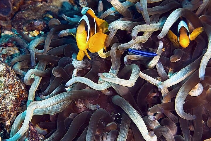 Beginner Scuba Dive in Aqaba's Red Sea | PADI 5-Star Experience photo 5