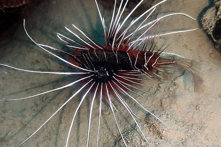 Beginner Scuba Dive in Aqaba's Red Sea | PADI 5-Star Experience photo 6