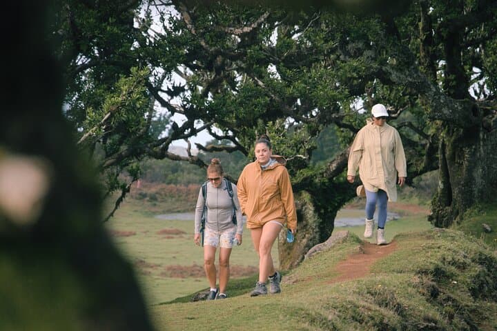 West Madeira 4x4 Tour: Coastal Cliffs, Lava Pools & Fanal Forest photo 6