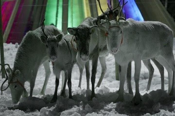 Reindeer Feeding and Sami Camp: Tromsø Arctic Culture and Northern Lights photo 3