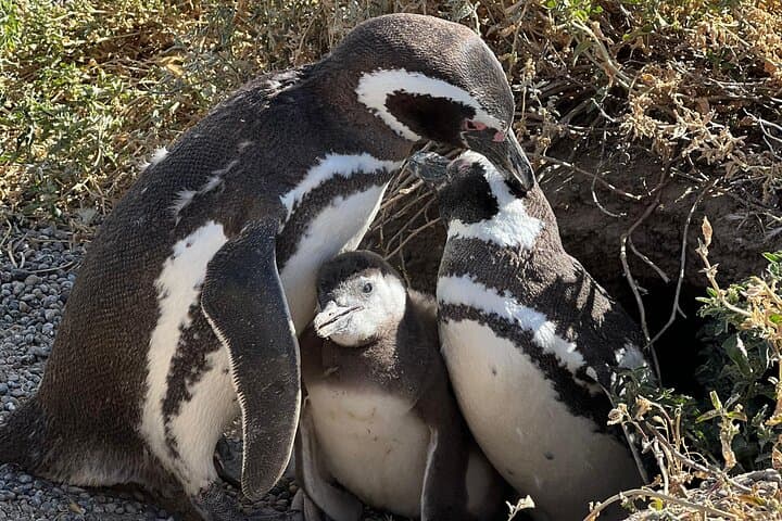 Private Punta Tombo Penguin Tour: Day Trip from Trelew photo 3