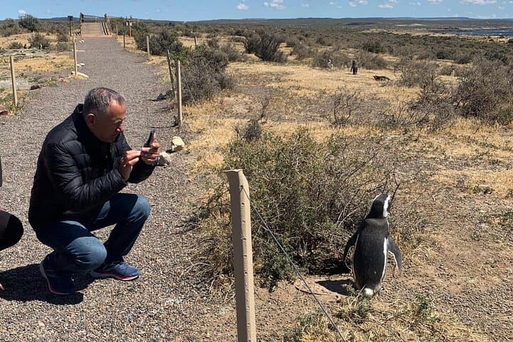 Private Punta Tombo Penguin Tour: Day Trip from Trelew