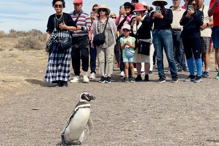 Private Punta Tombo Penguin Tour: Day Trip from Trelew photo 5