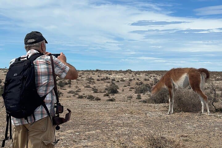 Private Punta Tombo Penguin Tour: Day Trip from Trelew photo 6
