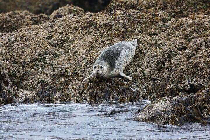 Ketchikan Waterfront & Wildlife Cruise: Exploring Alaska’s Coastal Wilderness by Sea photo 2