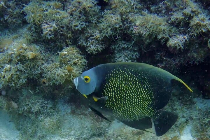 PADI Refresher Course in Key West: Reignite Your Dive Skills on the Florida Reef photo 6