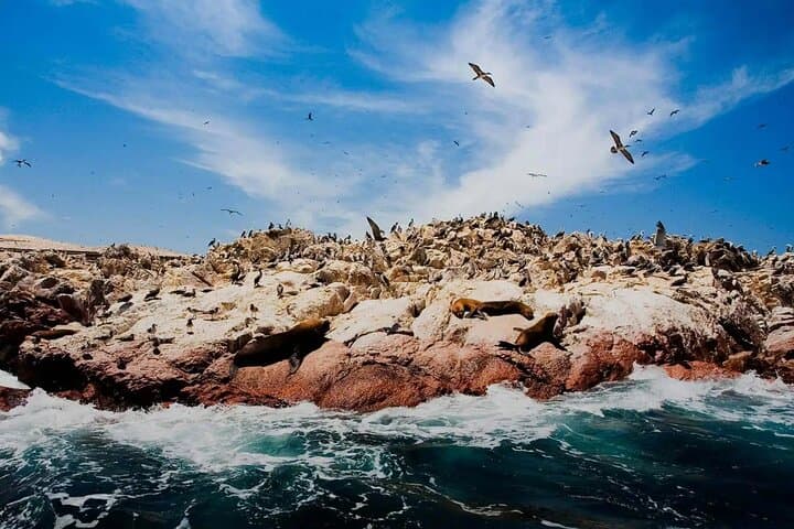 Ballestas Islands & Huacachina Oasis Full-Day: Sea Lions, Penguins & Dune Buggies from Lima photo 4