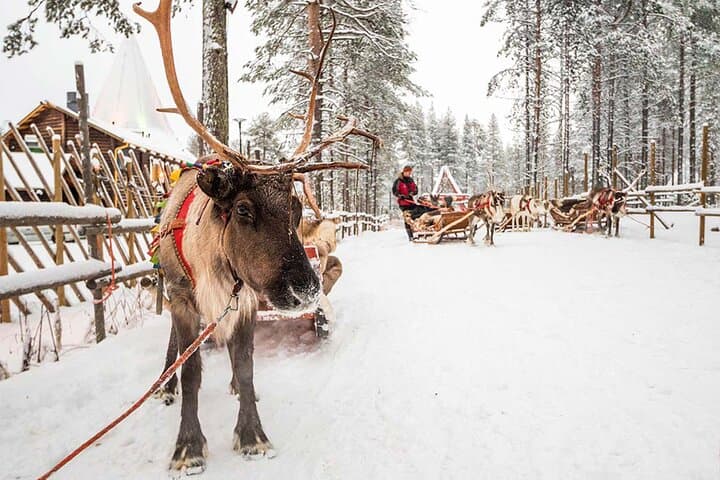 Rovaniemi Reindeer Farm Visit & Traditional Sleigh Ride in Lapland photo 3