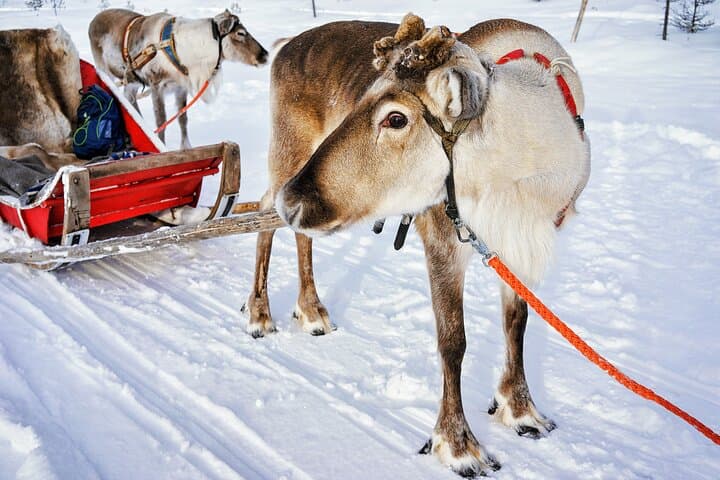 Rovaniemi Reindeer Farm Visit & Traditional Sleigh Ride in Lapland photo 4