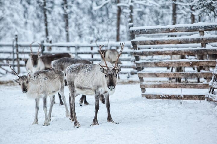 Rovaniemi Reindeer Farm Visit & Traditional Sleigh Ride in Lapland photo 5