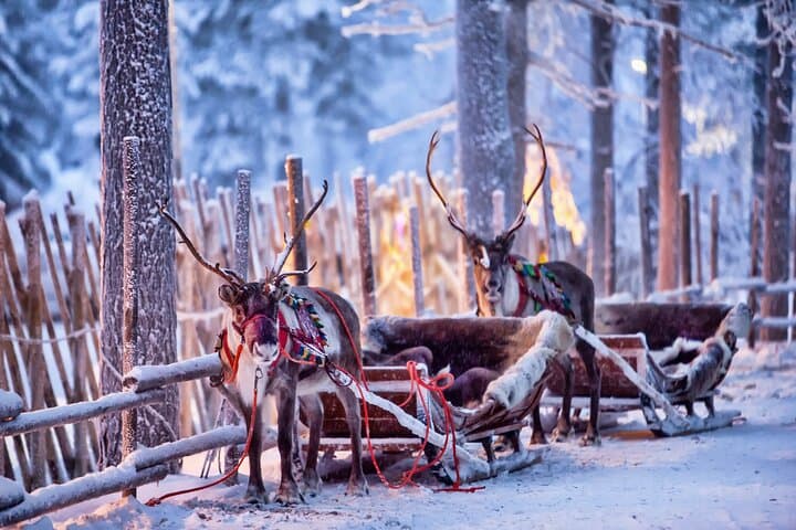 Rovaniemi Reindeer Farm Visit & Traditional Sleigh Ride in Lapland