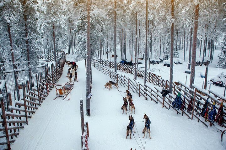 Husky Farm Visit and Sleigh Ride in Rovaniemi, Lapland photo 5