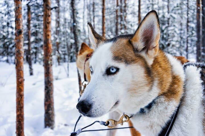 Husky Farm Visit and Sleigh Ride in Rovaniemi, Lapland
