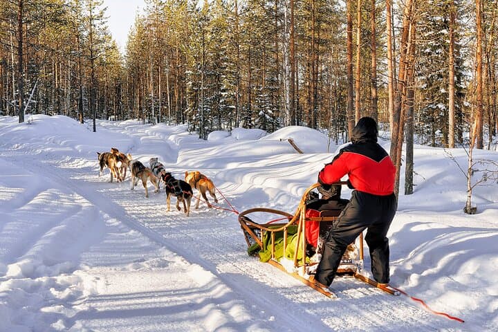 Husky Farm Visit and Sleigh Ride in Rovaniemi, Lapland photo 4