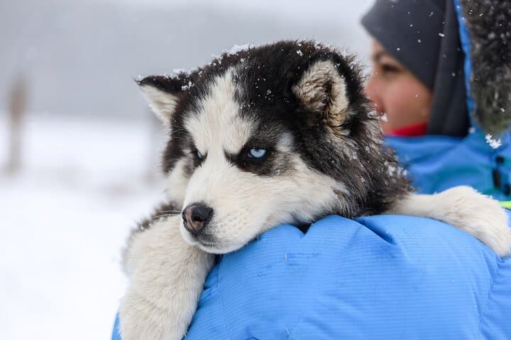 Husky Farm Visit and Sleigh Ride in Rovaniemi, Lapland photo 2