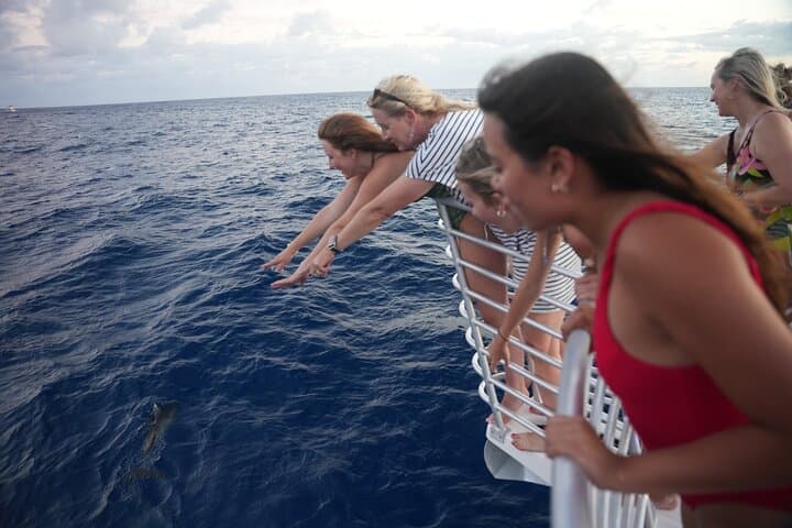 Waikiki Whale Watch — Guaranteed Humpback Sightings & Coastal Stories photo 5