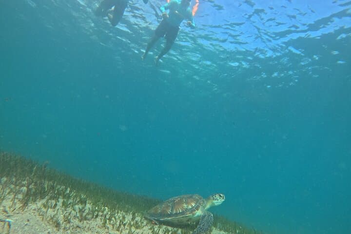Private One-on-One Snorkel at Shelly Beach, Manly photo 2