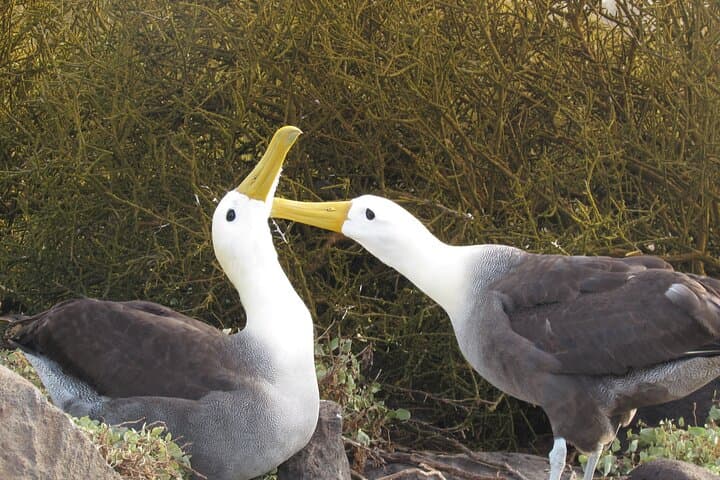 Española Island Waved Albatross & Wildlife Day Tour — Galápagos Experience photo 1