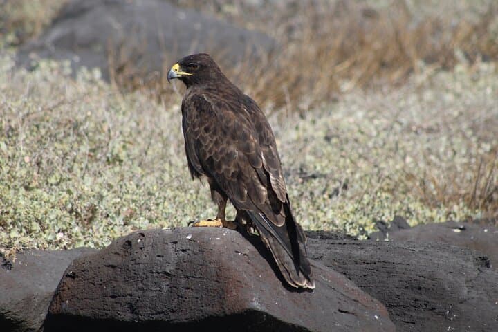 Española Island Waved Albatross & Wildlife Day Tour — Galápagos Experience photo 3
