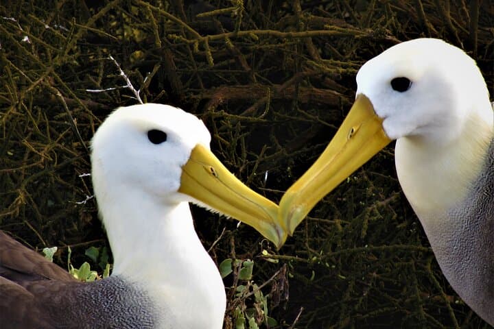 Española Island Waved Albatross & Wildlife Day Tour — Galápagos Experience photo 4