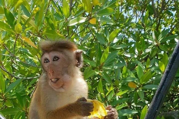 Negombo Tuk-Tuk Sightseeing: Fish Market, Temples & Dutch Canal photo 4