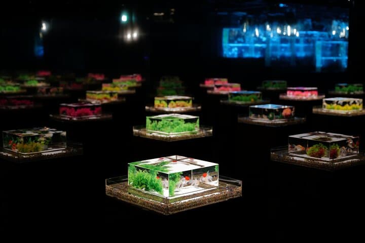 Art Aquarium Museum Ginza — Goldfish, Light Shows & Edo-Inspired Installations photo 3