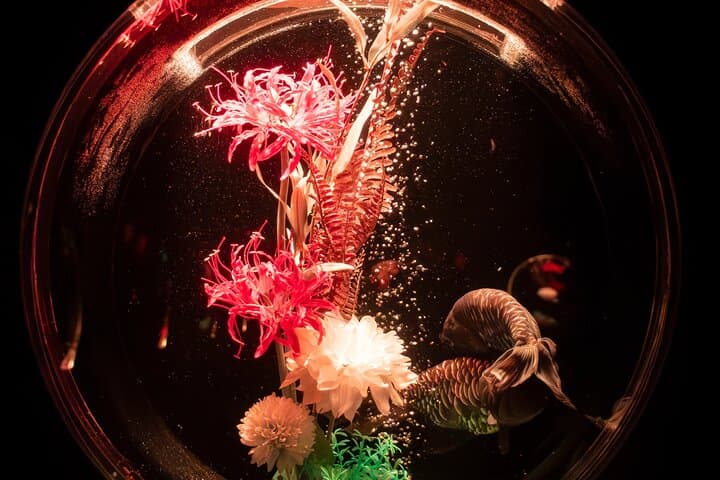 Art Aquarium Museum Ginza — Goldfish, Light Shows & Edo-Inspired Installations