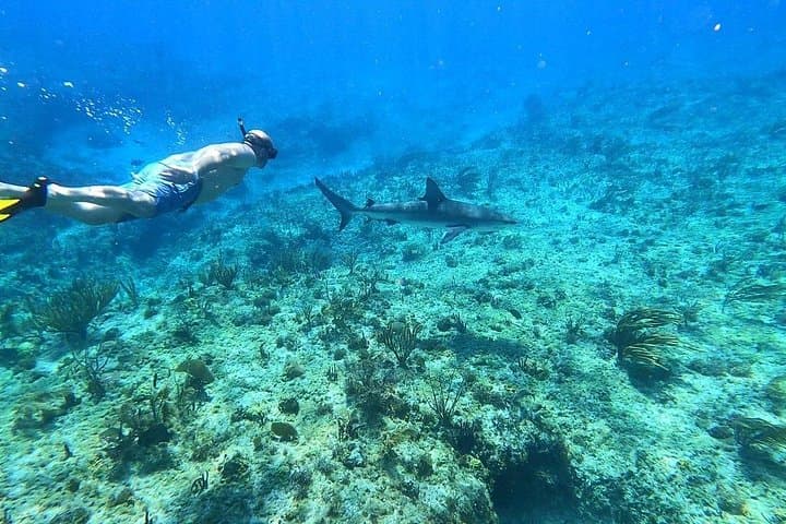 Top 4 Snorkeling Adventures in Bimini — SS Sapona, Stingray Island & Shark Arena
