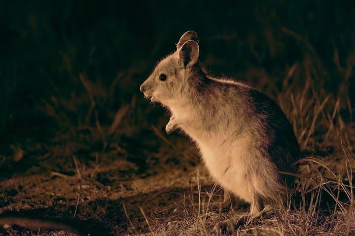 Dryandra Night Safari: Barna Mia Wildlife Tour with Forest Dinner & Stargazing from Perth photo 1