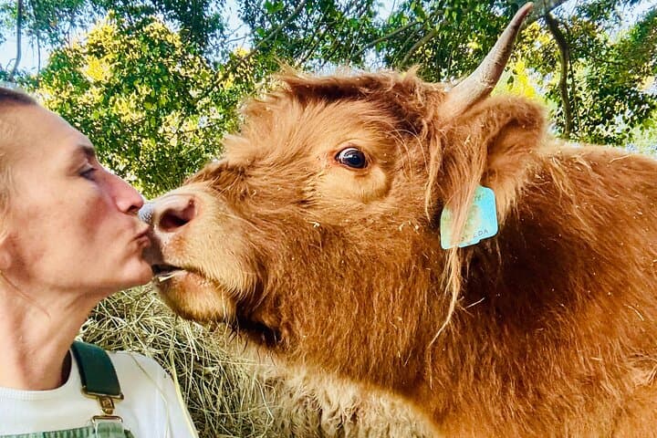 Highland Cow Experience on the Sunshine Coast Hinterland