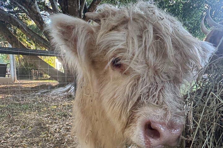 Highland Cow Experience on the Sunshine Coast Hinterland photo 2