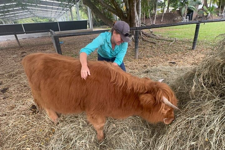 Highland Cow Experience on the Sunshine Coast Hinterland photo 3