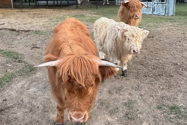 Highland Cow Experience on the Sunshine Coast Hinterland photo 4