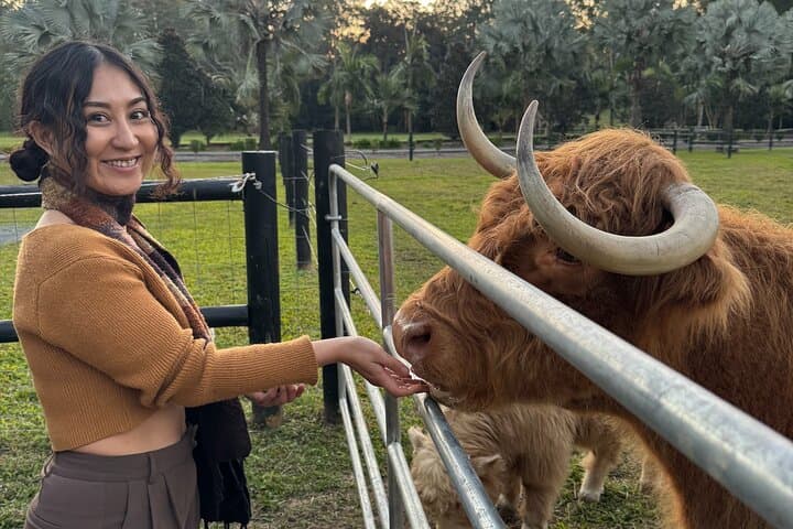 Highland Cow Experience on the Sunshine Coast Hinterland photo 5