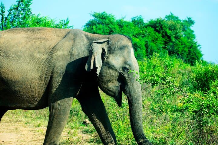 Private Udawalawe Jeep Safari — 4-Hour Elephant & Wildlife Experience photo 6