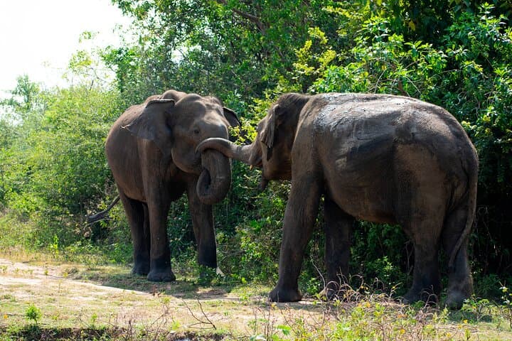 Private Udawalawe Jeep Safari — 4-Hour Elephant & Wildlife Experience photo 4