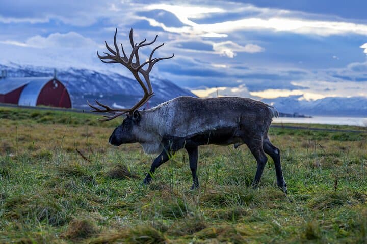 Tromsø Fjord Big-Bus Expedition: Arctic Wildlife & Photography photo 1