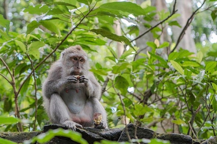 Ubud Highlight Private Tour: Rice Terraces, Temples & Monkey Forest Day Trip photo 3