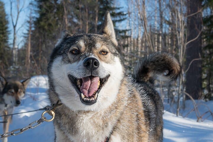 Husky Mushing Near Rovaniemi: Small-Group Arctic Sled Adventure photo 2
