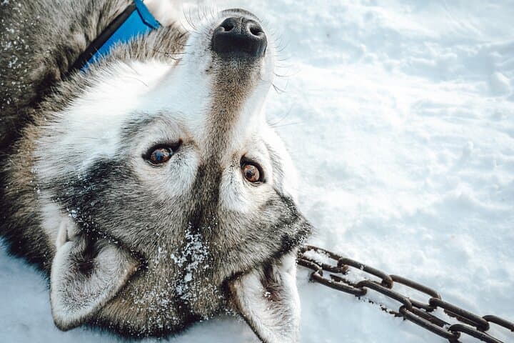Husky Mushing Near Rovaniemi: Small-Group Arctic Sled Adventure photo 3