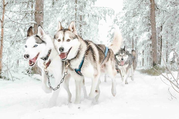 Husky Mushing Near Rovaniemi: Small-Group Arctic Sled Adventure