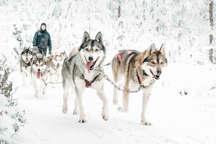 Husky Mushing Near Rovaniemi: Small-Group Arctic Sled Adventure photo 4