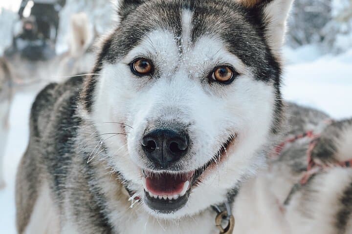 Husky Mushing Near Rovaniemi: Small-Group Arctic Sled Adventure photo 5