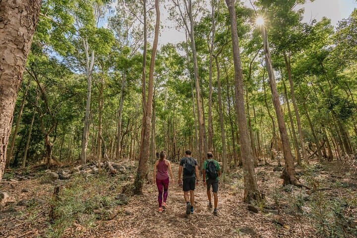 Black River Gorges Hike: Native Forest, Bats Valley & West Coast Views