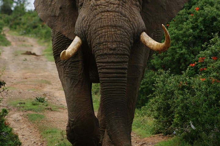 Day Safari at Akagera National Park: Big Game, Lakes & Wetlands