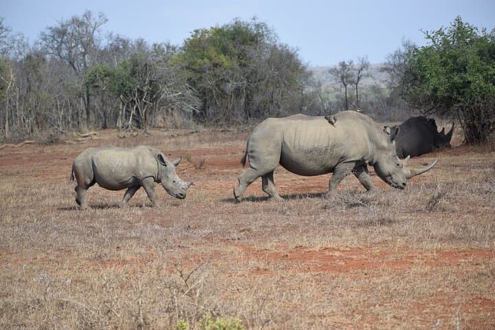 Full-Day Hluhluwe Game Reserve Safari from Durban — Big Five in Zululand