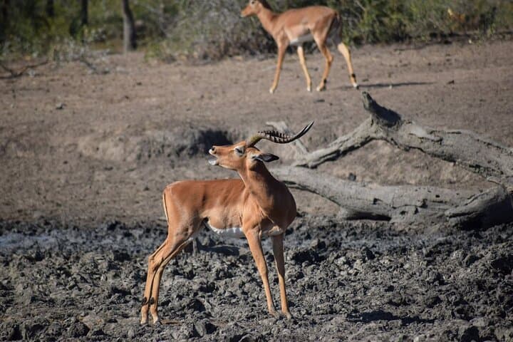 Afternoon Big Five Game Drive in Kruger National Park from Hazyview photo 6